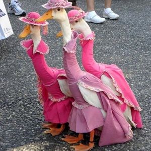 Meet your Posher, Dillon